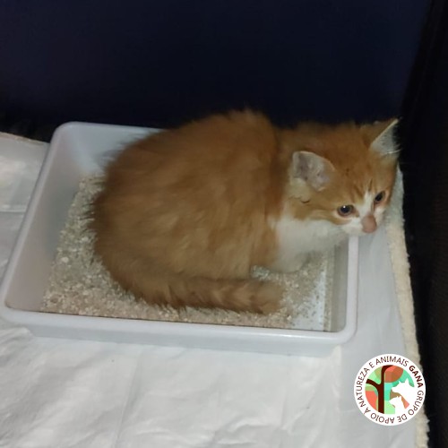 Rua | 3º animal/gata/o