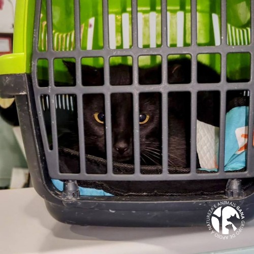 Colónia de Coimbrões | 5º animal/gata