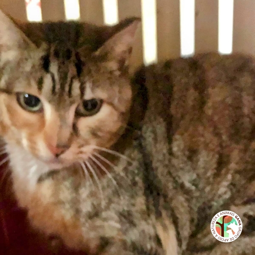 Colónia de Valadares | 3º animal/gata