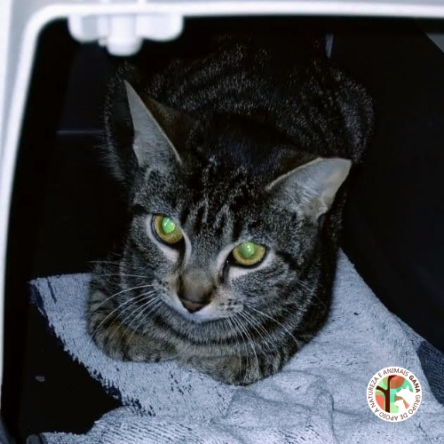 Colónia de Valadares | 5º animal/gata