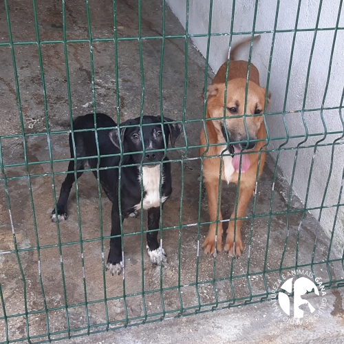 Particular/Outros | 49º e 50º animais/cães