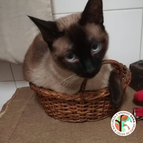 Particular | gato Canguru