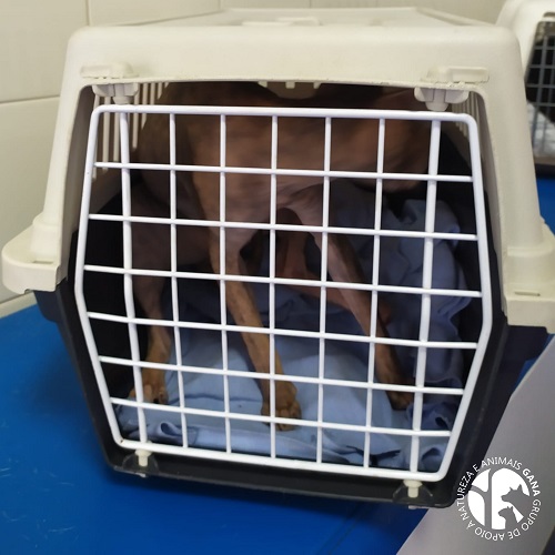 Particular/Outros | 60º animal/gata