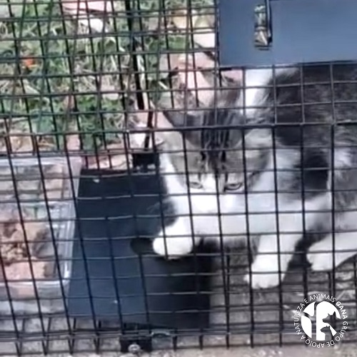 Colónia da Orbitur | 2º animal/gata