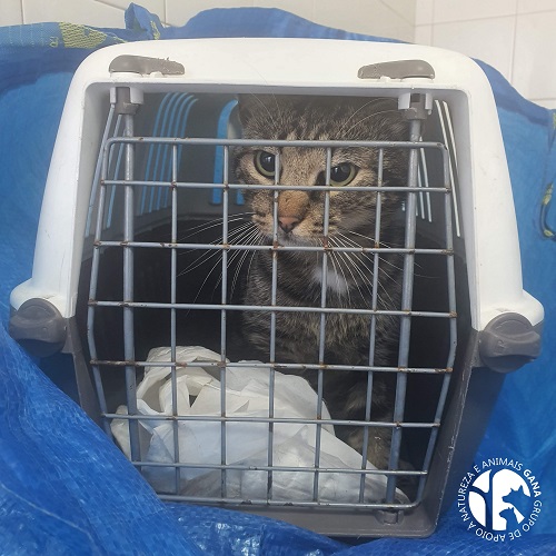 Colónia da Biquinha | 1º animal/gato