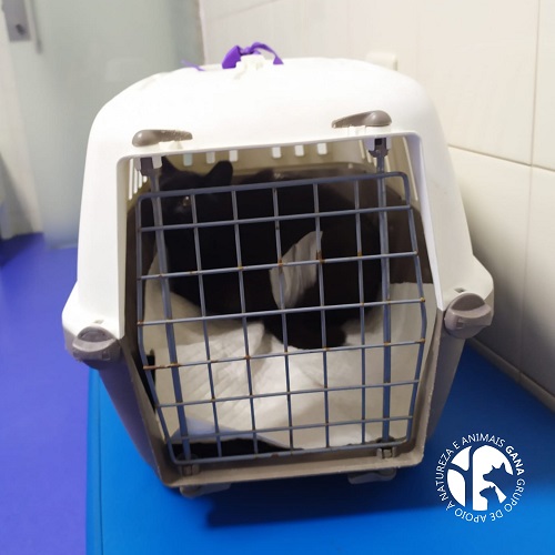 Colónia de Canide | 11º animal/gata