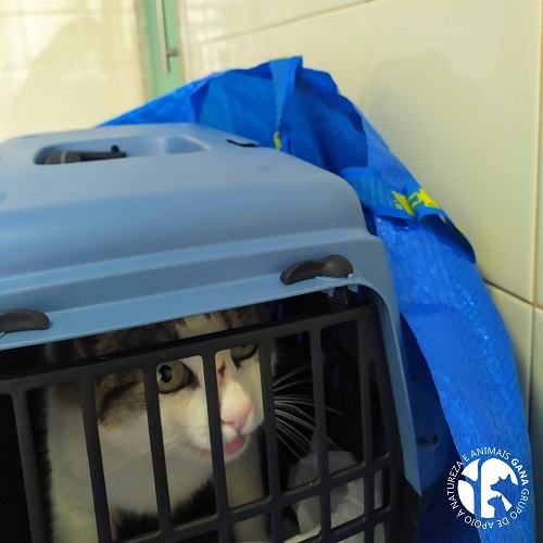 Colónia da Orbitur | 1º animal/gata