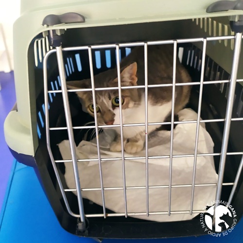 Colónia de Cabine | 1º animal/gata