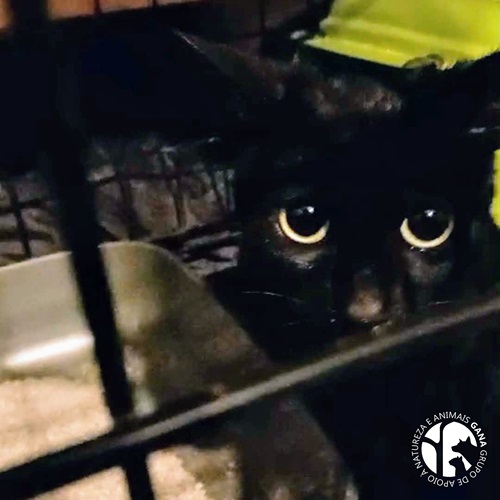 Colónia de General Torres | 2º animal/gata