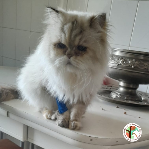 Particular | gata Grace