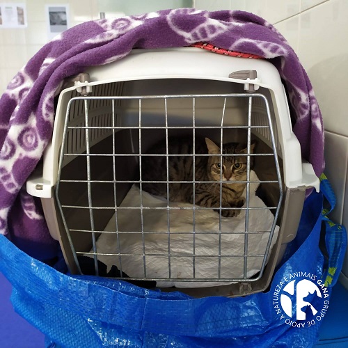 Colónia de Canide | 12º animal/gato