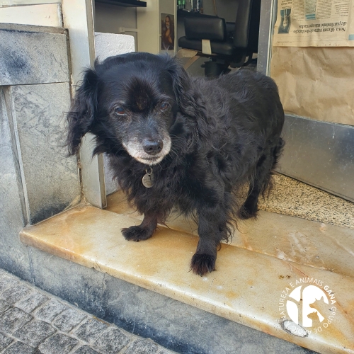 Particular/Outros | 7º animal/cão