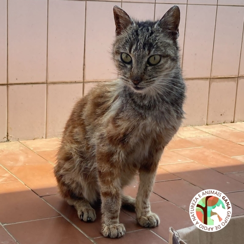 Particular | gata Kali