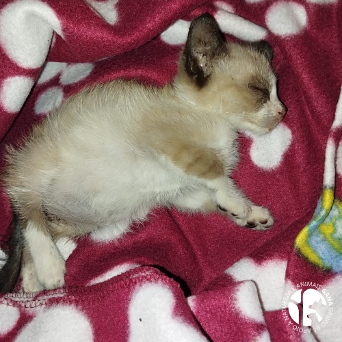 Particular | 66º animal/gato