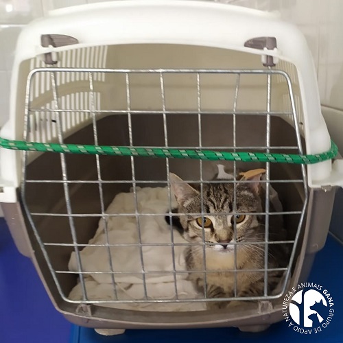 Colónia de Vilanovense | 2º animal/gata