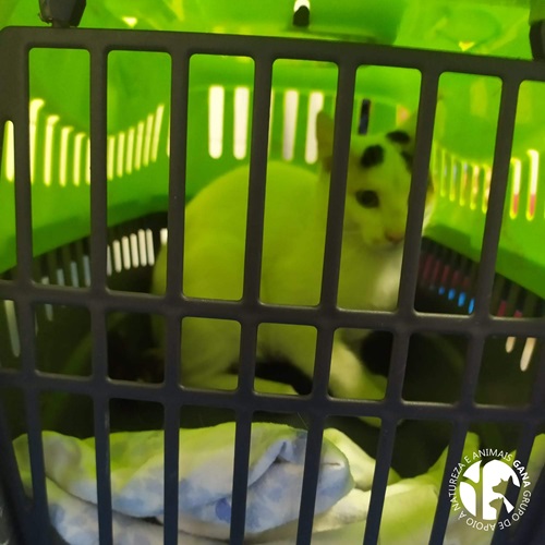 Colónia da Ilha da Ana | 7º animal/gata