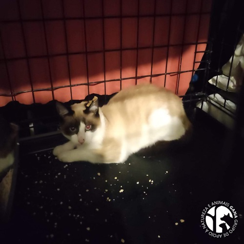 Colónia da Ilha da Ana | 8º animal/gato