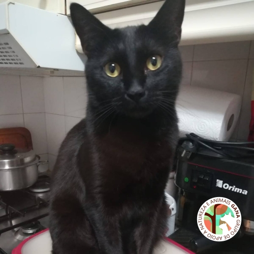 Particular | gato Morcego