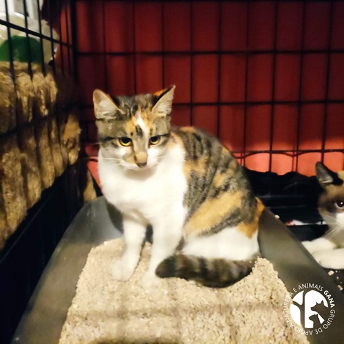 Colónia da Ilha da Ana | 9º animal/gata