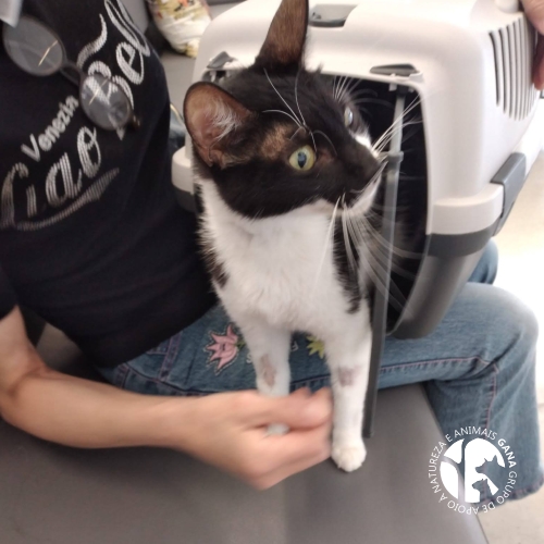 Particular/Outros | 11º animal/gato