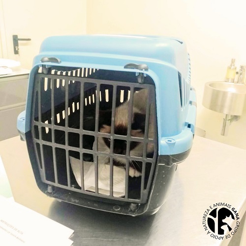 Colónia dos Aviadores | 4º animal/gata