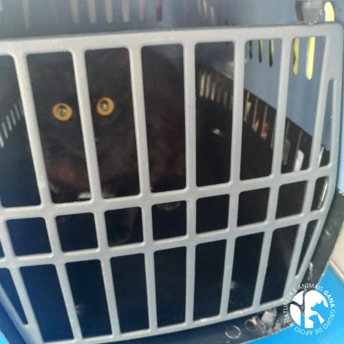 Colónia de Porto Cruz | 6º animal/gata