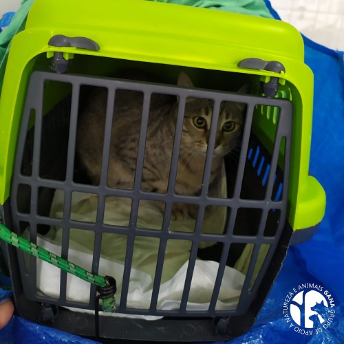 Colónia de Vilanovense | 1º animal/gato