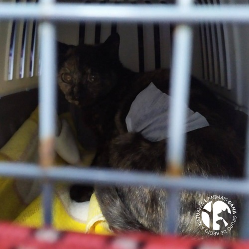 Colónia de Canide | 2º animal/gata