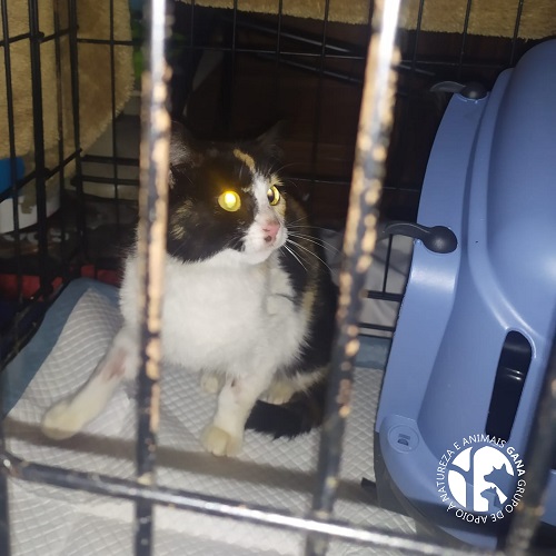 Colónia da Barrosa | 1º animal/gata