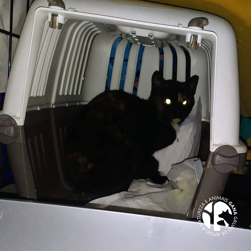 Colónia de Canide | 10º animal/gata