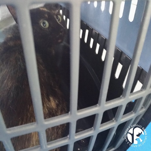 Colónia dos Aviadores | 7º animal/gata