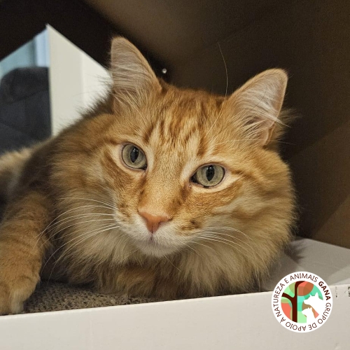 Particular | gato Yoshi